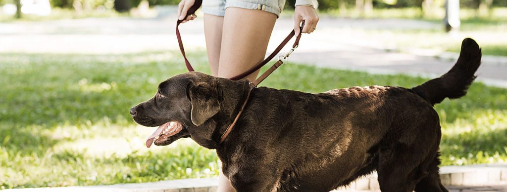 Taking your dog outside on a lead can keep him close while toilet training