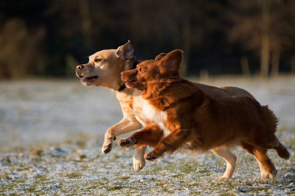 dogs playing